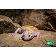 Gecko Leopardo (Hembras/Medianos)